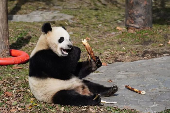 中动协与美国史密森尼学会国家动物园开启，新一轮大熊猫国际保护研究合作