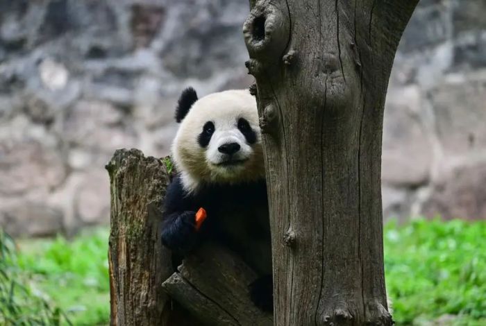中动协与美国史密森尼学会国家动物园开启，新一轮大熊猫国际保护研究合作